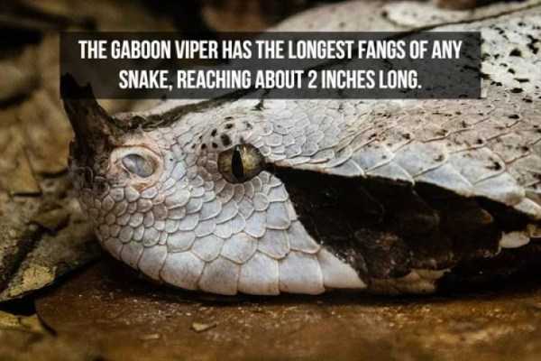 20 Interesting Facts About Snakes (20 photos)