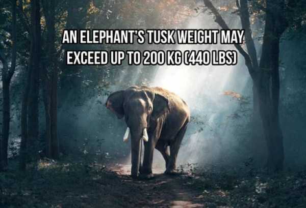 elephant facts 1