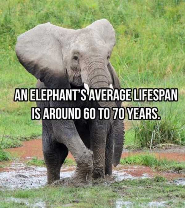 elephant facts 10 23 Interesting Facts About Elephants (23 photos)
