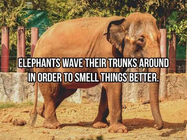 elephant facts 14