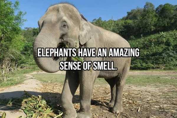 23 Interesting Facts About Elephants (23 photos)