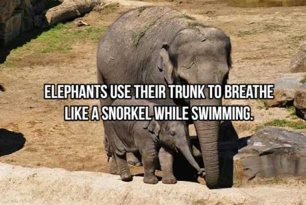 elephant facts 16