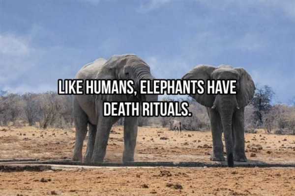 elephant facts 18