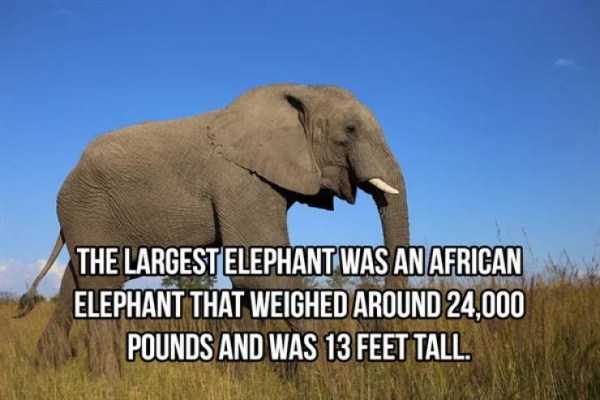 elephant facts 2