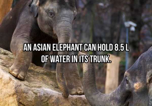 23 Interesting Facts About Elephants (23 photos)