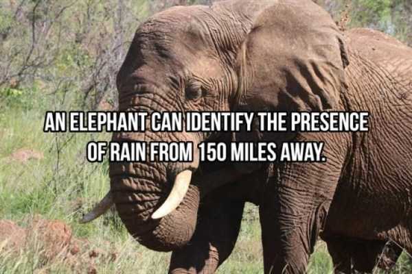 elephant facts 23