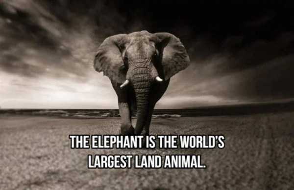 elephant facts 7