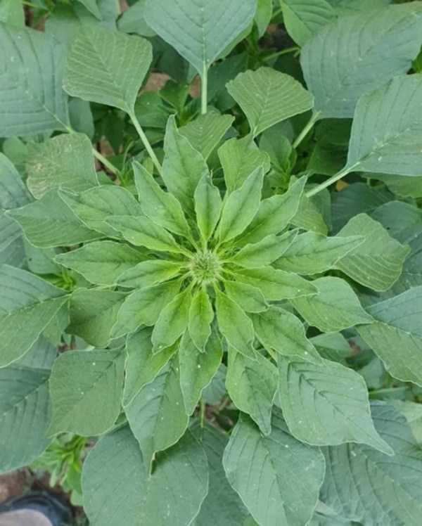 perfect images 6 40 More Pictures For Perfectionists (40 photos)