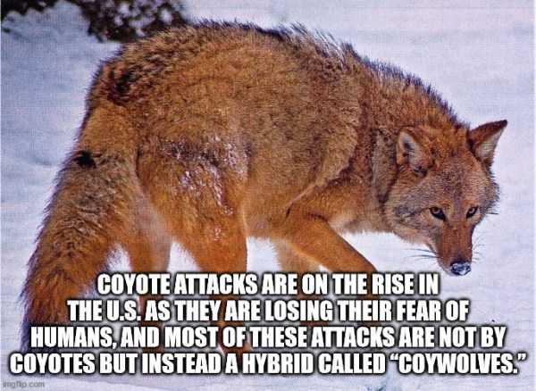 random fun trivia 16 It’s Time For Some Cool And Interesting Facts – Part 182 (37 photos)