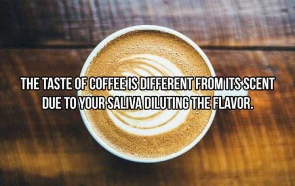 20 Cool Facts About Coffee (20 photos)