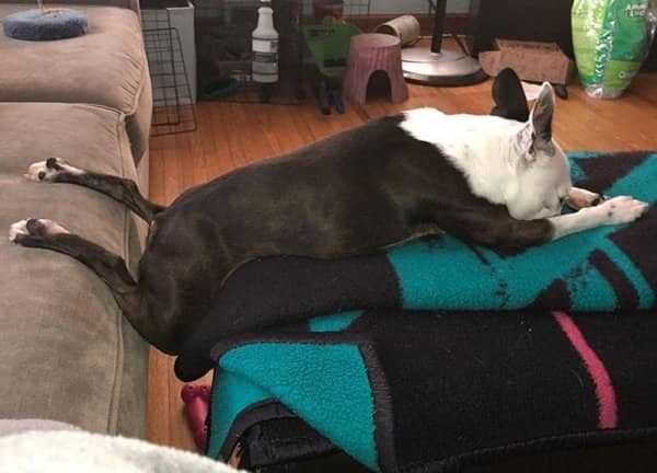Some Dogs Can Fall Asleep Anywhere (45 photos)