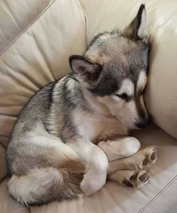 Some Dogs Can Fall Asleep Anywhere (45 photos)