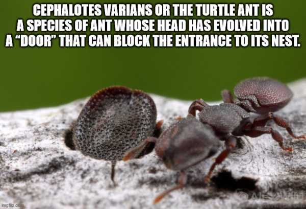 It’s Time For Some Cool And Interesting Facts – Part 186 (39 photos)