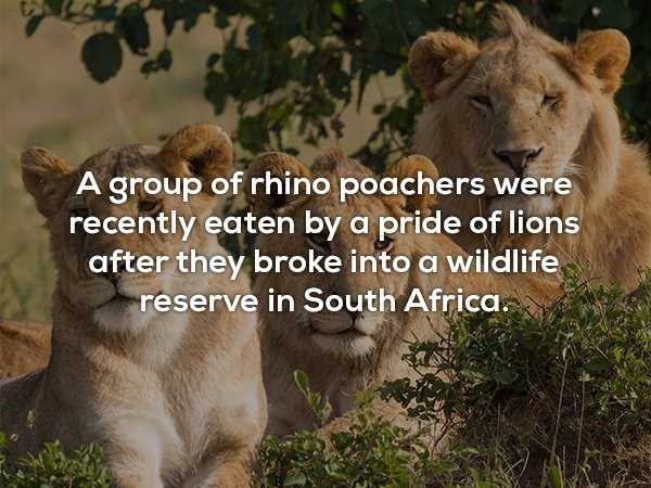 It’s Time For Some Cool And Interesting Facts – Part 186 (39 photos)