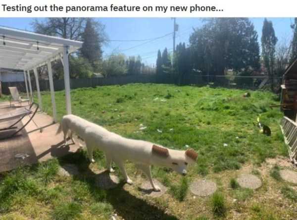 funny pics memes 23 1 55 Funny Pics, Just in Case You Haven’t Laughed Yet Today (55 photos)