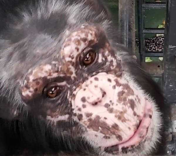 vitiligo animals 6