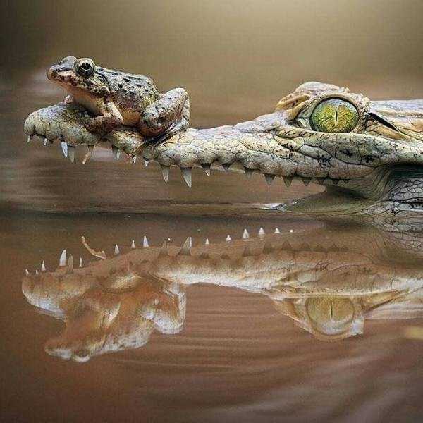 funny animals 11 2 Get Ready For Funny Animals – Part 154 (43 photos)