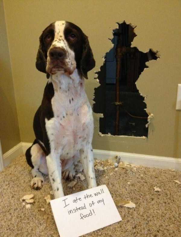 Get Ready For Funny Animals – Part 153 (36 photos)