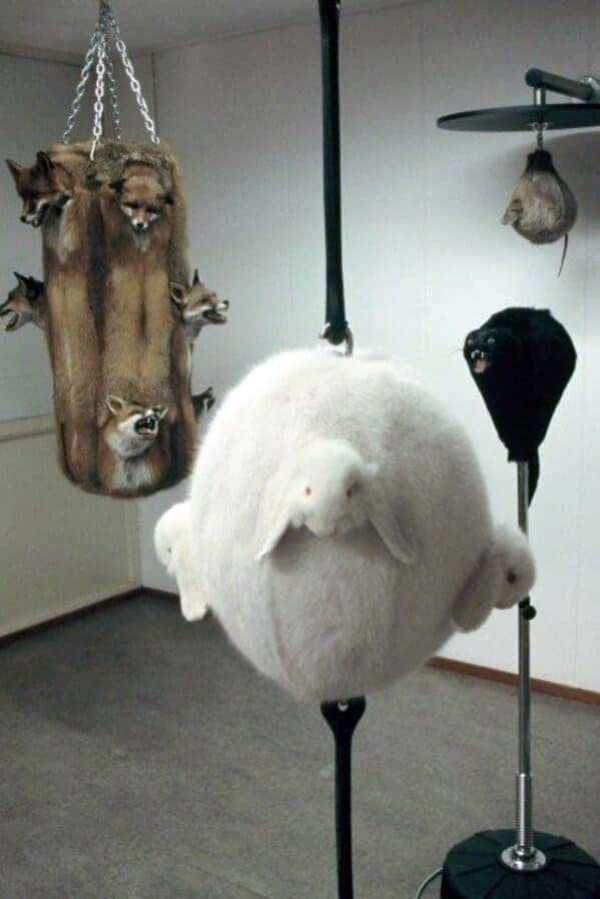 25 Taxidermy Disasters (25 photos)