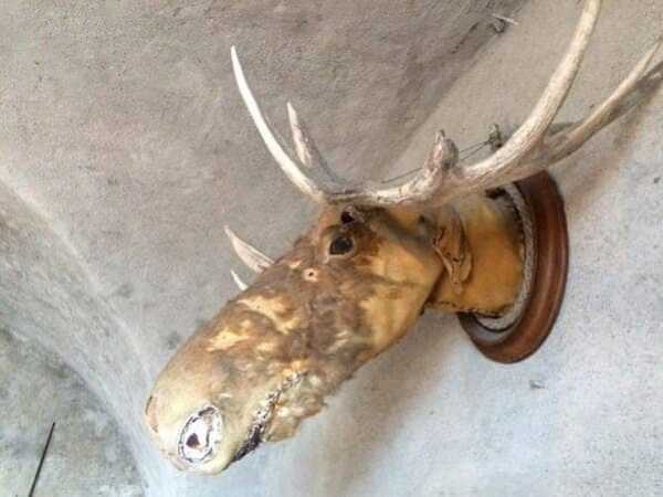 25 Taxidermy Disasters (25 photos)