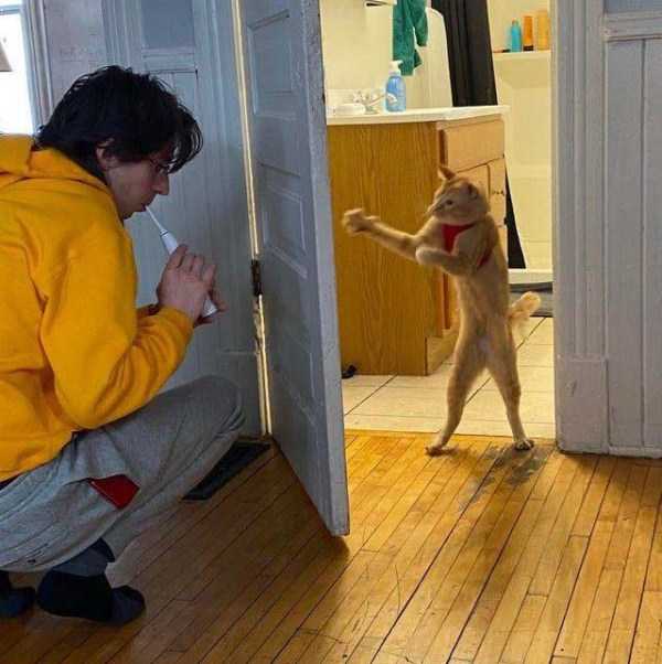 funny animals 20 Get Ready For Funny Animals – Part 166 (35 photos)