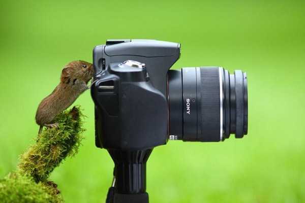 animals photographers 25 Animals Vs Photographers (37 photos)