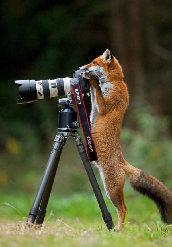 Animals Vs Photographers (37 photos)