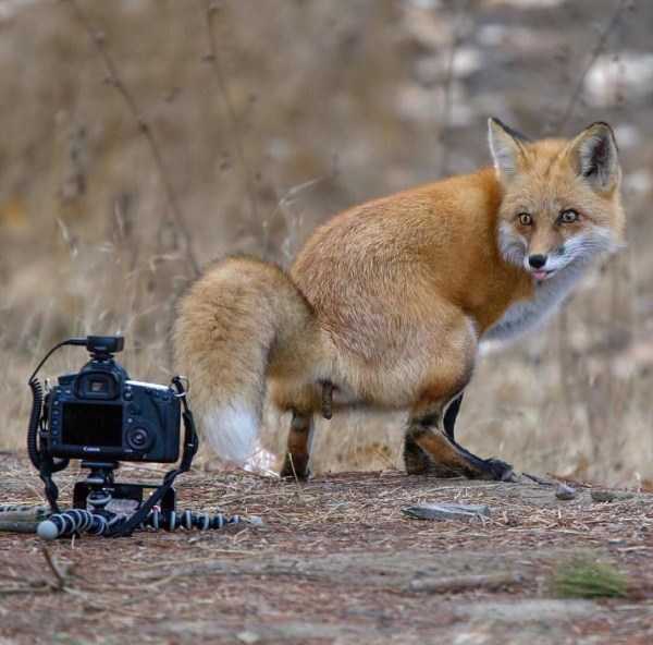 animals photographers 34