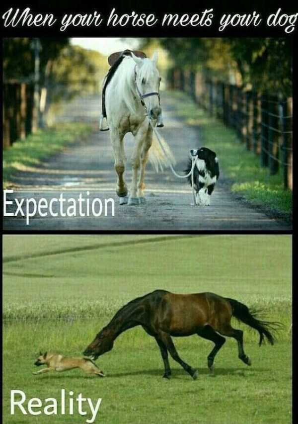 expectation vs reality 11