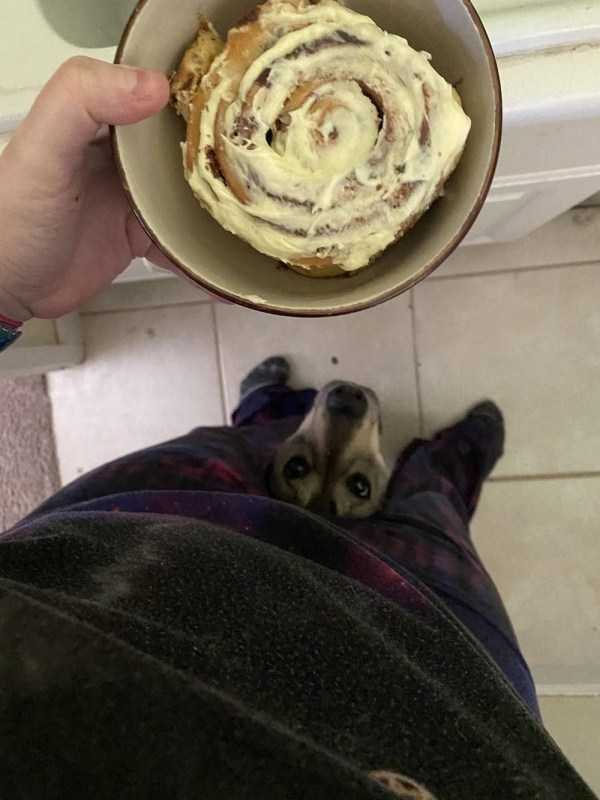 funny animals 4 3 Get Ready For Funny Animals #180 (37 photos)