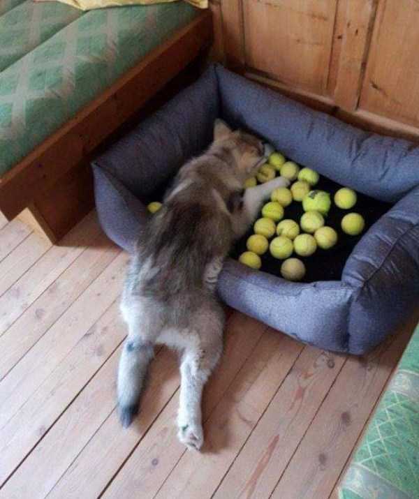 Get Ready For Funny Animals #183 (42 photos)