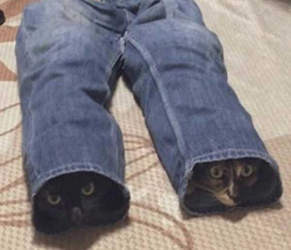 funny animals 10 Get Ready For Funny Animals #190 (41 photos)