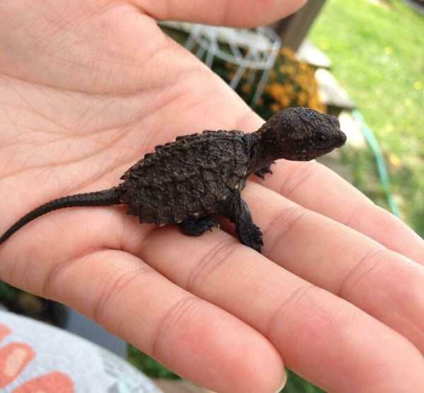 tiny animals 11 25 Super Tiny Animals (25 photos)