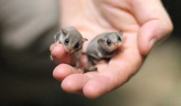 25 Super Tiny Animals (25 photos)