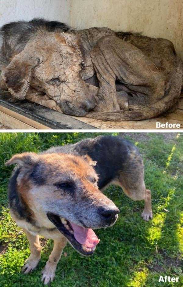 animals before after adoption 10
