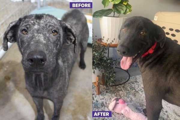 animals before after adoption 11