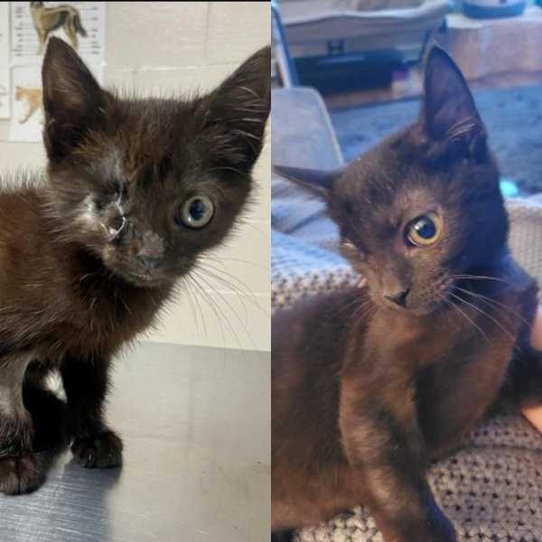 animals before after adoption 15