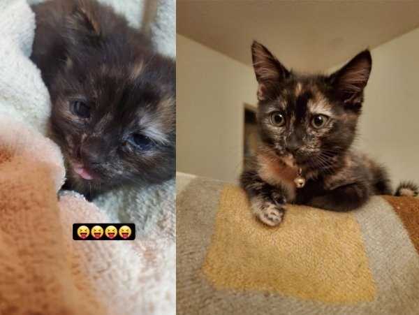 animals before after adoption 16