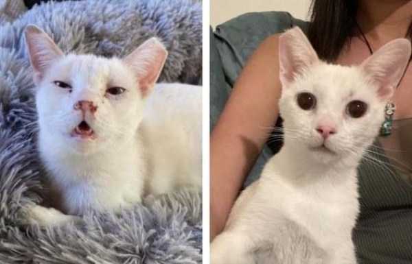 animals before after adoption 17