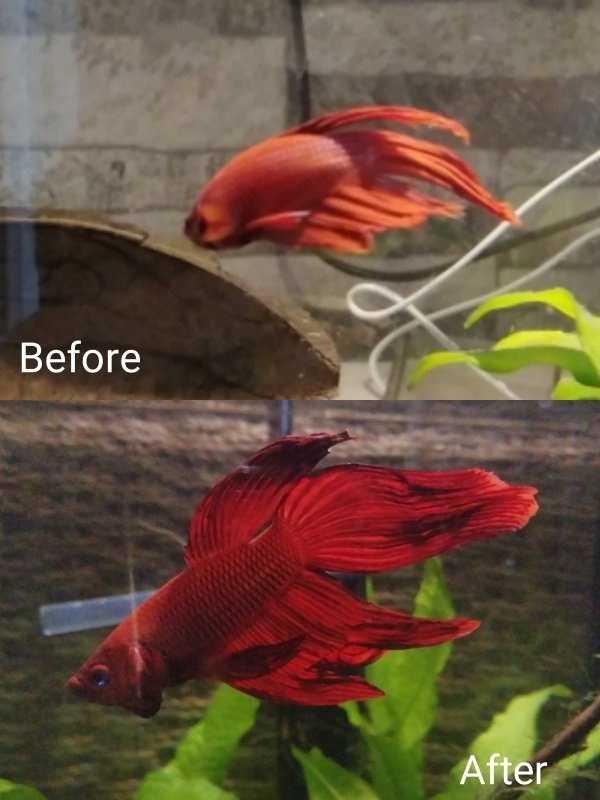 animals before after adoption 3