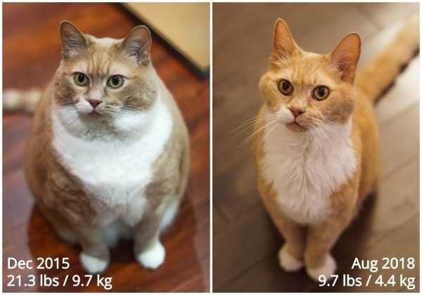 animals before after adoption 32