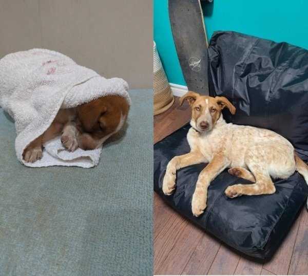 animals before after adoption 9