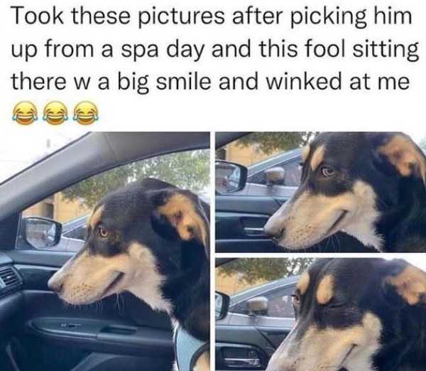 50 Funny Pics And Memes (50 photos)