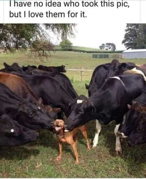 50 Funny Pics And Memes (50 photos)