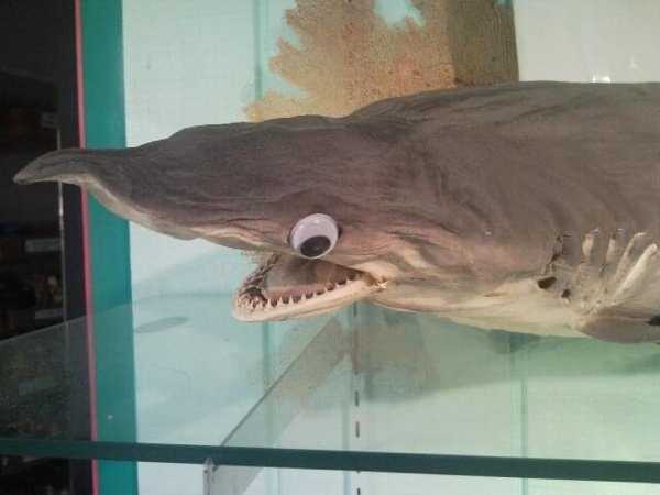 wtf taxidermy 23 Ridiculous Taxidermy (35 photos)