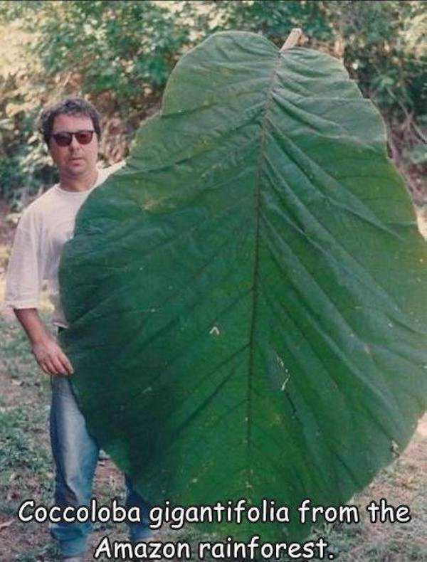 These Things Are So Big! (37 photos)
