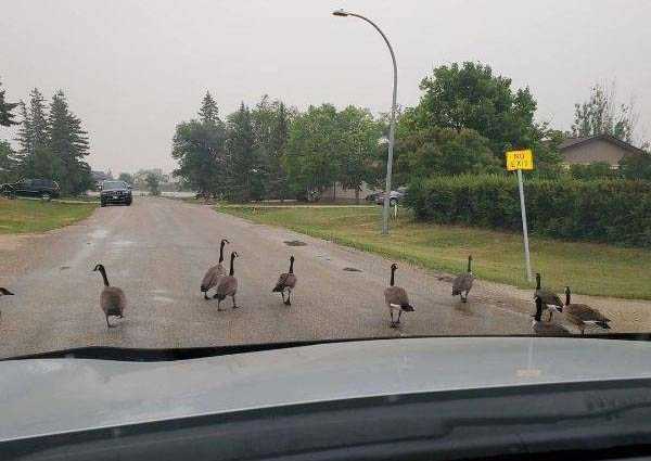 meanwhile in canada 17
