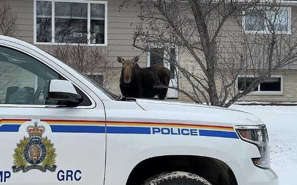 meanwhile in canada 4