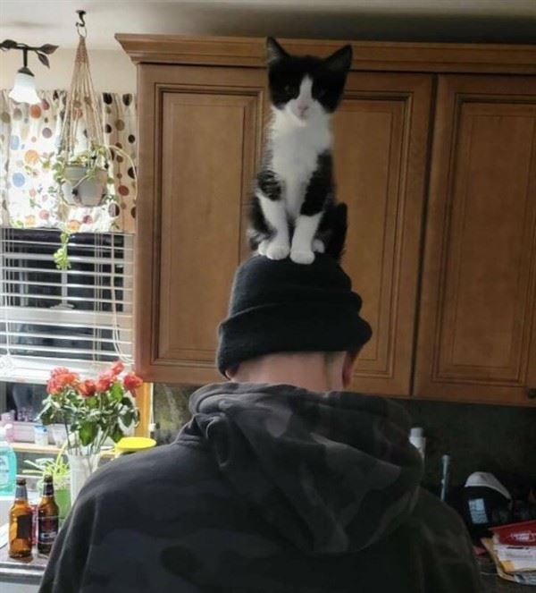 Get Ready For Funny Animals #223 (40 photos)
