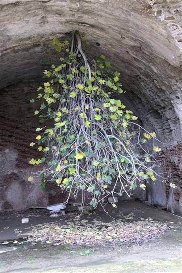 32 Fantastic Trees That Refuse To Die (32 photos)